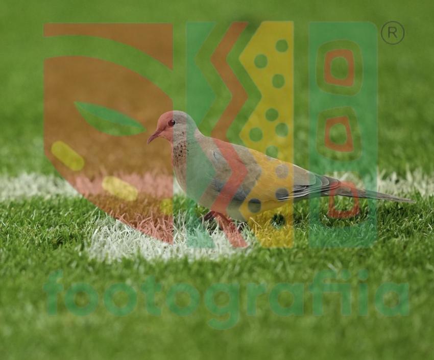 2022 FIFA World Cup - Senegal vs Ecuador